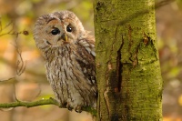 Pustik obecny - Strix aluco - Tawny Owl WS 0125